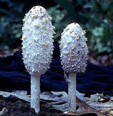 Temperate Climate Permaculture: Shaggy Mane Mushrooms